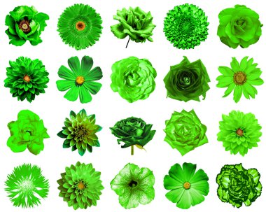 Mix kolaj içinde doğal ve gerçeküstü yeşil çiçekler 20 1: Şakayık, dahlia, çuha çiçeği, aster, papatya, gül, gerbera, karanfil, Kasımpatı, Peygamber Çiçeği, keten, üzerinde beyaz izole ıtır