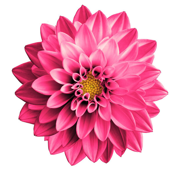 Surreal pink flower dahlia macro isolated on white