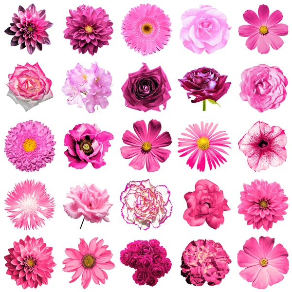 Mezclar collage de flores rosadas naturales y surrealistas 25 en 1: peonía, dalia, primula, astro, margarita, rosa, gerberas, clavo de olor, crisantemo, aciano, lino, pelargonio aislado en blanco — Foto de Stock