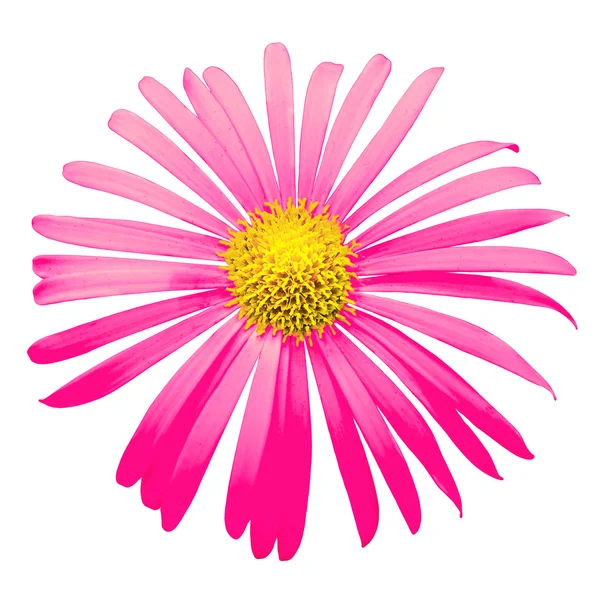 白で隔離ピンクのエキゾチックな菊の花マクロ — ストック写真