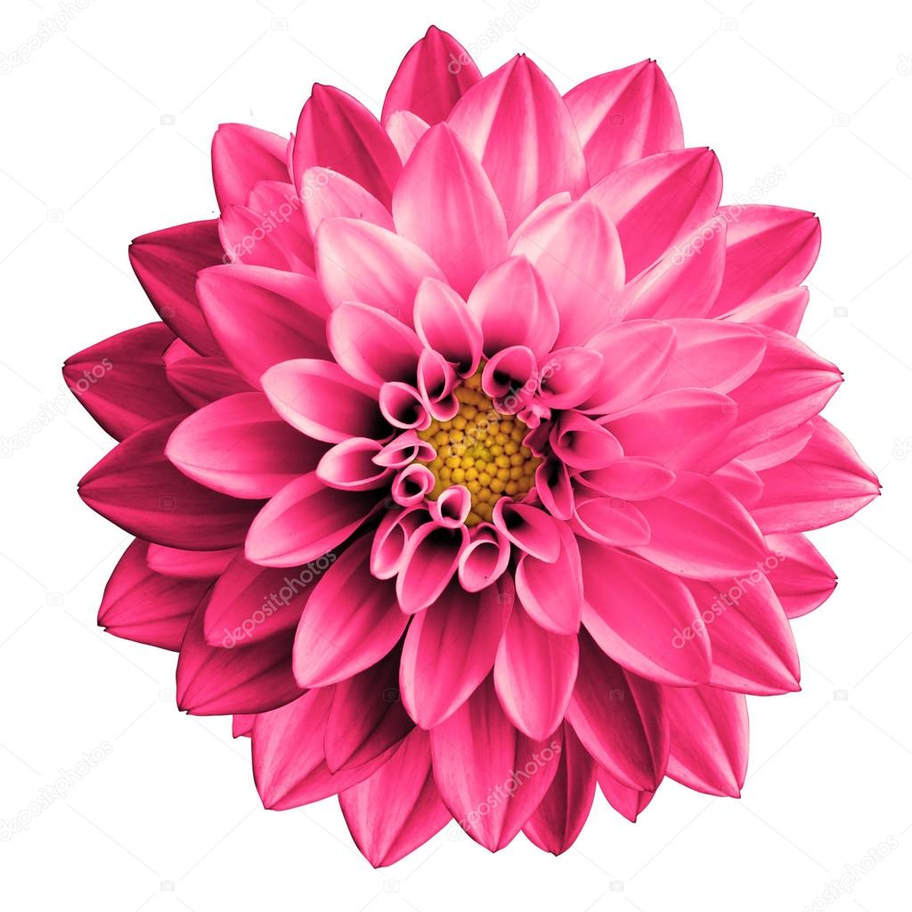 Surreal pink flower dahlia macro isolated on white