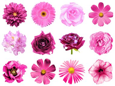 Mix kolaj doğal ve gerçeküstü pembe çiçekler 12 1: Şakayık, dahlia, çuha çiçeği, aster, papatya, gül, gerbera, karanfil, Kasımpatı, Peygamber Çiçeği, keten, üzerinde beyaz izole ıtır