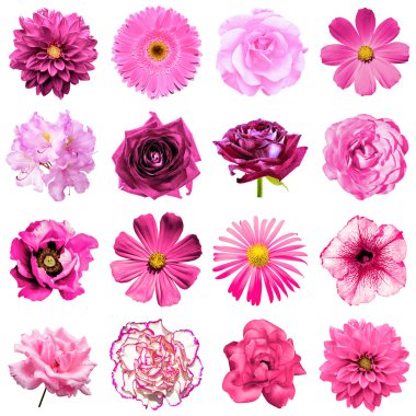 Mix 1 doğal ve gerçeküstü pembe çiçekler 16 kolaj: Şakayık, dahlia, çuha çiçeği, aster, papatya, gül, gerbera, karanfil, Kasımpatı, Peygamber Çiçeği, keten, üzerinde beyaz izole ıtır