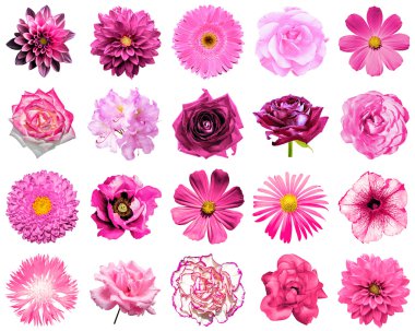 Mix kolaj içinde doğal ve gerçeküstü pembe çiçekler 20 1: Şakayık, dahlia, çuha çiçeği, aster, papatya, gül, gerbera, karanfil, Kasımpatı, Peygamber Çiçeği, keten, üzerinde beyaz izole ıtır