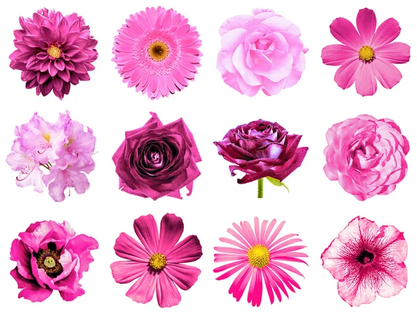 Wymieszać kolaż naturalne i surrealistyczne różowe kwiaty 12 w 1: Piwonia, Dalia, pierwiosnek, aster, stokrotka, róża, gerbera, ząbek, Chryzantema, chaber, lnu, pelargonie na białym tle — Zdjęcie stockowe