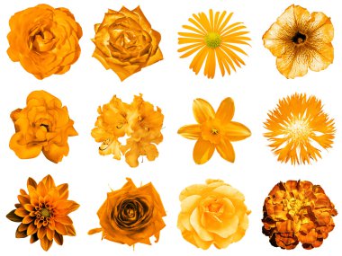 Mix kolaj doğal ve gerçeküstü turuncu çiçekler 12 1: Şakayık, dahlia, çuha çiçeği, aster, papatya, gül, gerbera, karanfil, Kasımpatı, Peygamber Çiçeği, keten, üzerinde beyaz izole ıtır