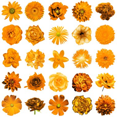 Mix kolaj içinde doğal ve gerçeküstü turuncu çiçekler 25 1: Şakayık, dahlia, çuha çiçeği, aster, papatya, gül, gerbera, karanfil, Kasımpatı, Peygamber Çiçeği, keten, üzerinde beyaz izole ıtır