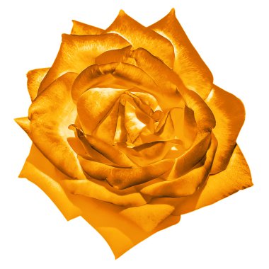 Portakal ihale gül çiçeği makro üzerinde beyaz izole