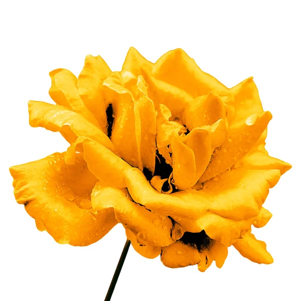 Natural orange rose flower isolated on white — Stock Photo, Image