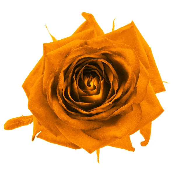 Orange ros blomma makro isolerad på vit — Stockfoto