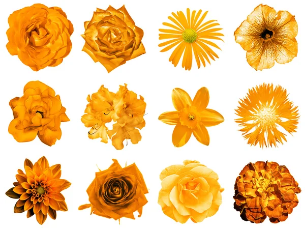 Mezcla collage de flores naranjas naturales y surrealistas 12 en 1: peonía, dalia, primula, astro, margarita, rosa, gerberas, clavo de olor, crisantemo, aciano, lino, pelargonio aislado en blanco — Foto de Stock