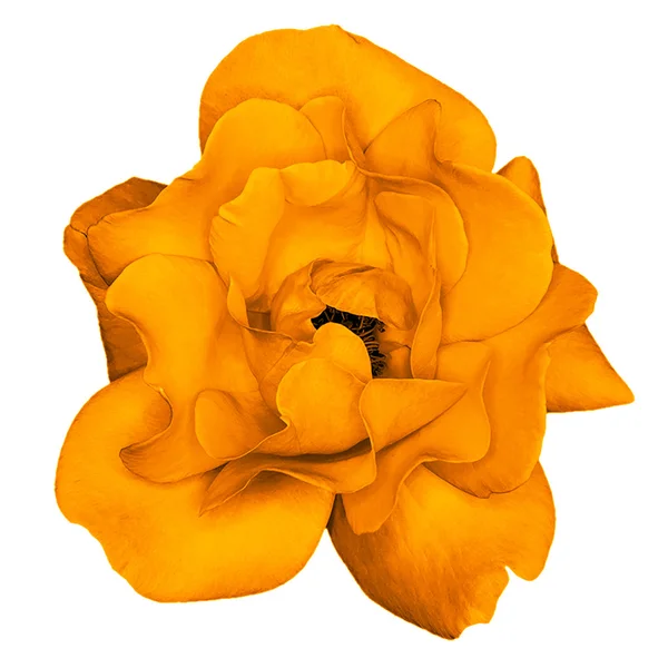 Orange rose flower macro isolated on white — Stock Photo, Image