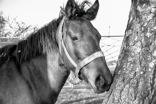 Un cheval dans la forêt effet HDR noir et blanc — Photo