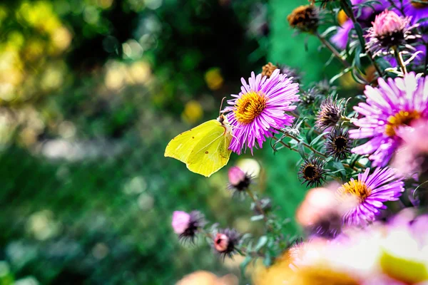 노랑 나비 핑크 꽃 매크로 Hdr 효과에서 꽃가루를 수집 — 스톡 사진