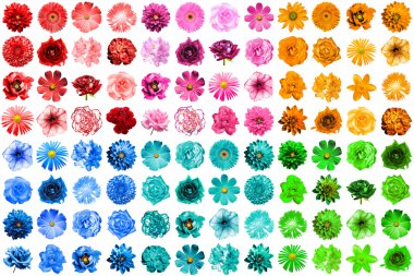 Mega pack 1 96 doğal ve üzerinde beyaz izole gerçeküstü mavi, turuncu, kırmızı, yeşil, turkuaz ve pembe çiçek