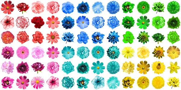 Мега-упаковка из 72 цветов в 1 натуральном и сюрреальном голубом, желтом, красном, зеленом, бирюзовом и розовом цветах, изолированных на белом — стоковое фото