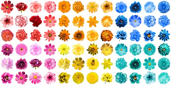 Mega-Packung mit 72 Stück in 1 natürlichen und surrealen blauen, gelben, roten, orangefarbenen, türkisfarbenen und rosa Blüten isoliert auf weiß — Stockfoto