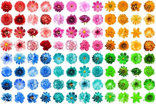 Mega pack 1 96 doğal ve üzerinde beyaz izole gerçeküstü mavi, turuncu, kırmızı, yeşil, turkuaz ve pembe çiçek