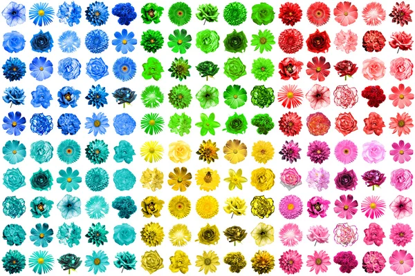 Mega-Packung mit 150 Stück in 1 natürlichen und surrealen blauen, gelben, roten, rosa, grünen und türkisfarbenen Blüten isoliert auf weiß — Stockfoto