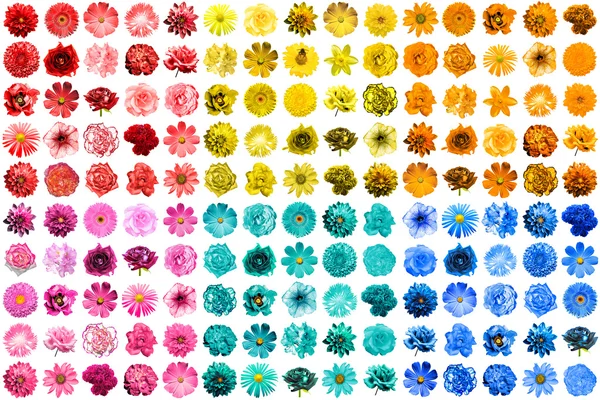 Mega pack of 150 in 1 natural and surreal blue, yellow, red, pink, turquoise and orange flowers isolated on white — Stock Photo, Image