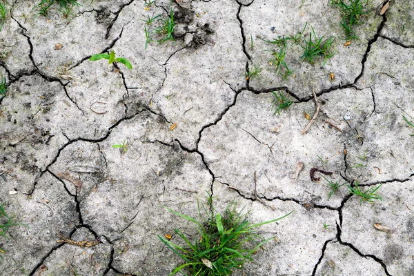 Texture of grey withered earth with cracks and green grass — Stock Photo, Image