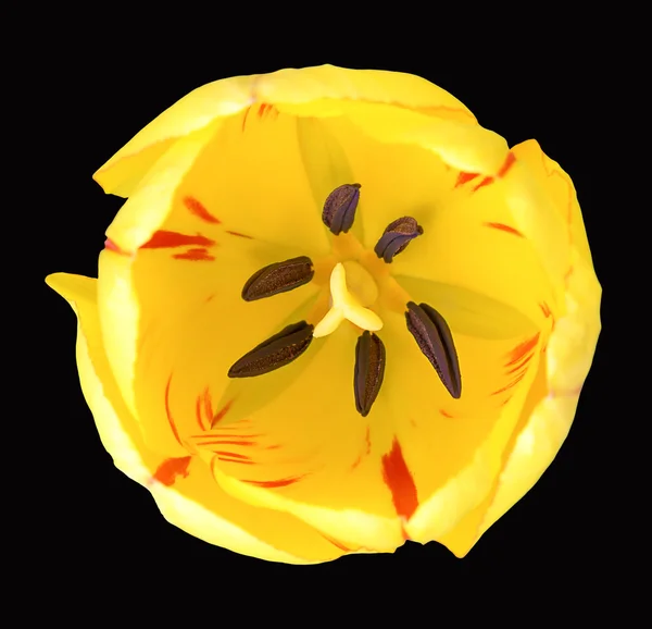Gele tulp bloem macro geïsoleerd op zwart — Stockfoto