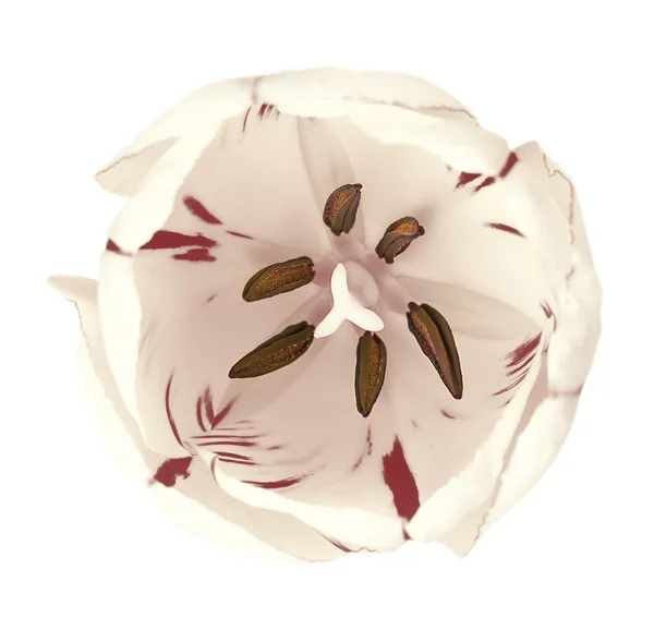 Tulipan biały kwiat makro na białym tle — Zdjęcie stockowe