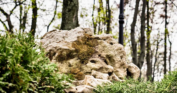 Composição de rochas e ervas na floresta HDR editado — Fotografia de Stock