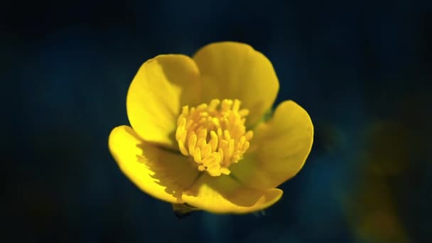 Fiore giallo macro ondeggia dal vento su sfondo blu scuro — Video Stock