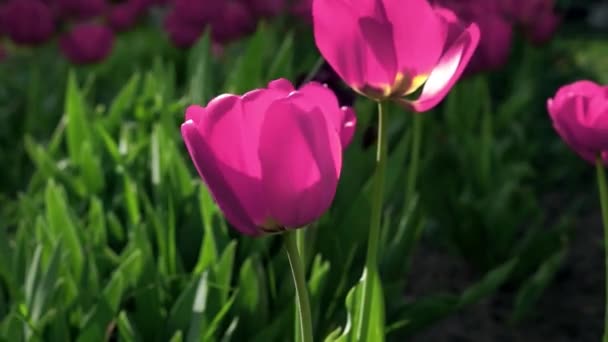 Розовые цветы тюльпана, качающиеся на ветру (зацикленное видео ) — стоковое видео
