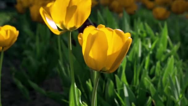 Flores amarillas de tulipán balanceándose en el viento (vídeo en bucle ) — Vídeo de stock