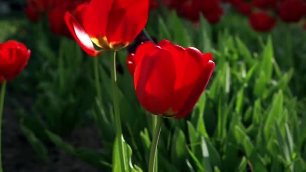 Flores de tulipán rojo balanceándose en el viento (vídeo en bucle ) — Vídeos de Stock