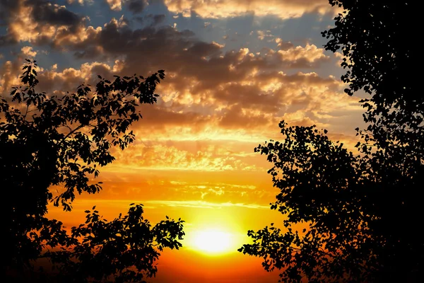 Altın Bulutlu Gün Batımı Arka Plan Ağaç Yaprakları Silüeti — Stok fotoğraf