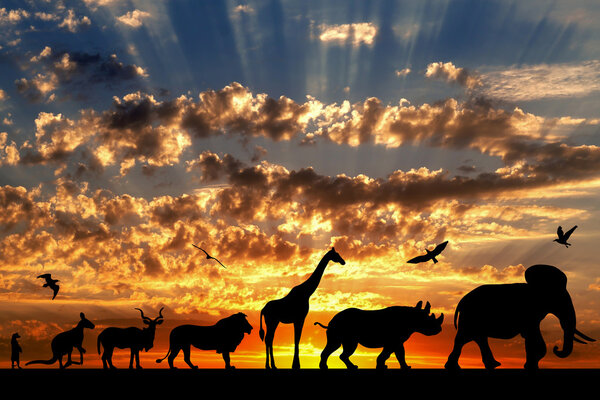 Силуэты животных на золотом облачном фоне заката
