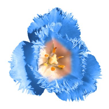 Egzotik mavi ihale Lale çiçek makro üzerinde beyaz izole