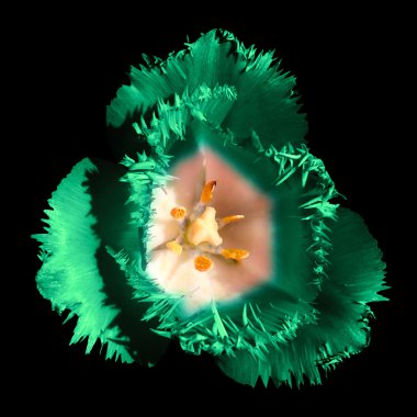 Gerçeküstü koyu krom kontrast egzotik garip Lale çiçek makro siyah izole