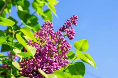 Bahar gül Eflatun çiçekler makro fotoğrafçılık ile yeşil şube