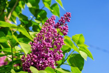 Bahar gül Eflatun çiçekler makro fotoğrafçılık ile yeşil şube
