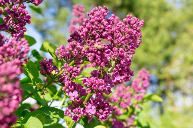Bahar gül Eflatun çiçekler makro fotoğrafçılık ile yeşil şube