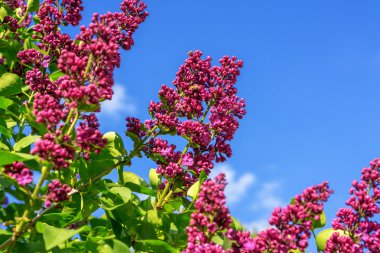 Bahar gül Eflatun çiçekler makro fotoğrafçılık ile yeşil şube