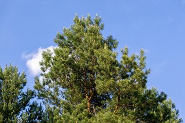 Ormanın içinde mavi gökyüzü arka plan üzerinde yeşil ağaç