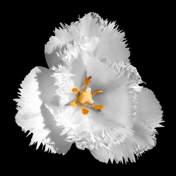 Εξωτικά λευκό τουλίπα τρυφερό λουλούδι μακροεντολή απομονώνονται σε μαύρο — Φωτογραφία Αρχείου