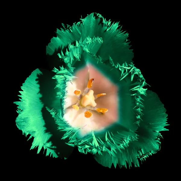 Gerçeküstü koyu krom kontrast egzotik garip Lale çiçek makro siyah izole