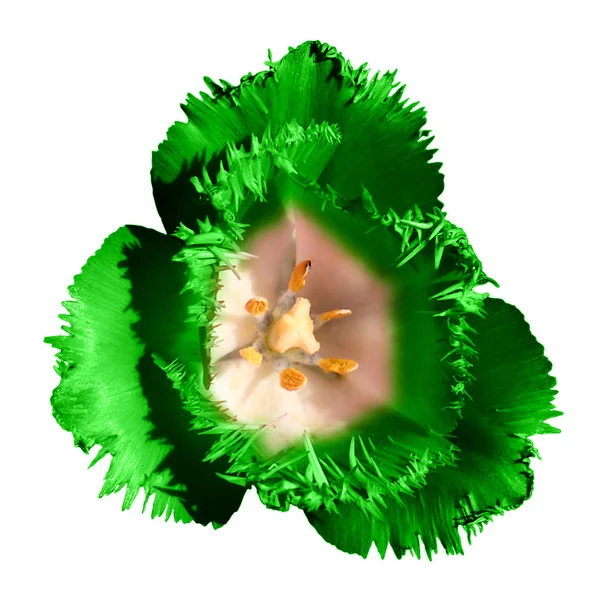 Gerçeküstü koyu krom kontrast egzotik yeşil Lale çiçek makro üzerinde beyaz izole