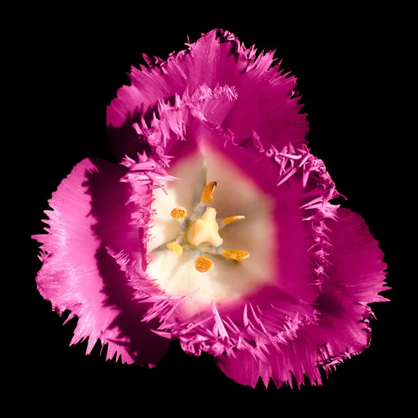 Surrealistisk mörk krom kontrast exotisk rosa tulpan blomma makro isolerad på svart — Stockfoto