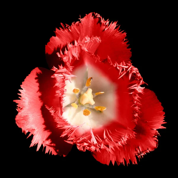 Gerçeküstü koyu krom kontrast egzotik kırmızı lale çiçek makro siyah izole