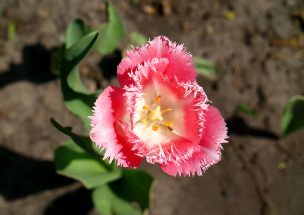 Flor exótica de tulipán rosa y blanco en la macro hierba — Foto de Stock