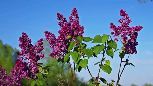 Green branch with spring rose lilac flowers on blue sky background — Stock Video