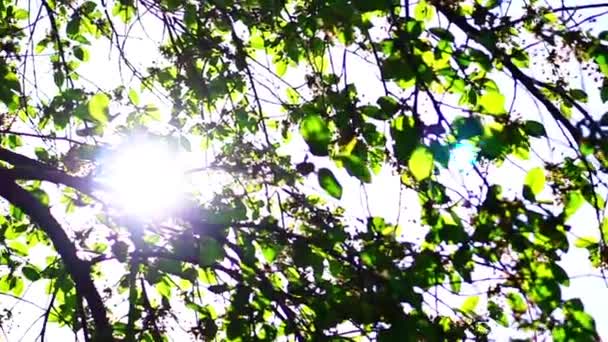 Folhas de árvores em raios de sol fundo — Vídeo de Stock