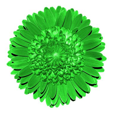 Gerçeküstü fantezi yeşil çiçek makro üzerinde beyaz izole